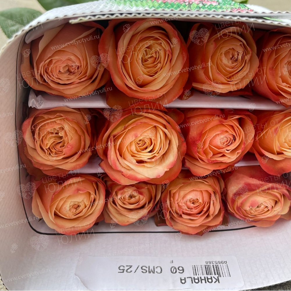 25 роз 60 см Кахала пачка в Калуге
