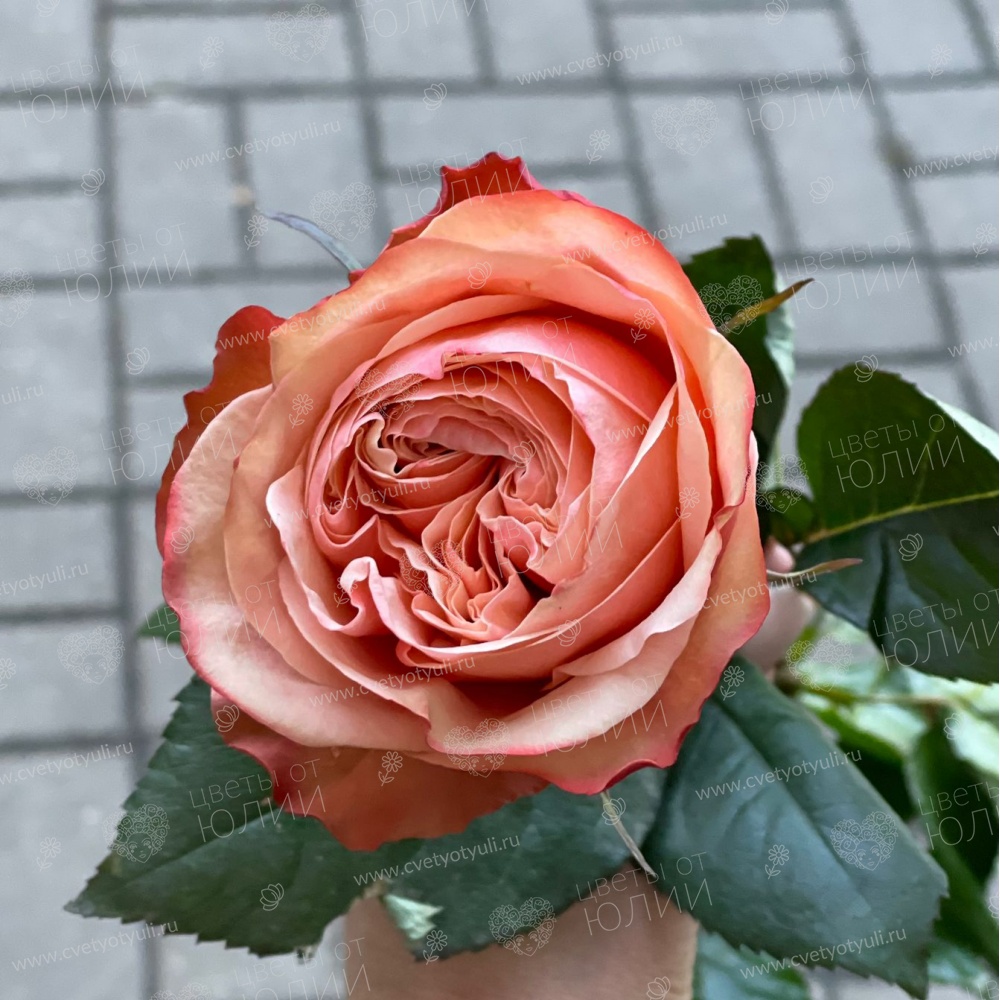 25 роз 60 см Кахала пачка в Калуге