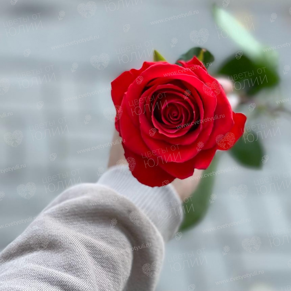 25 роз Нина 60 см пачка в Калуге