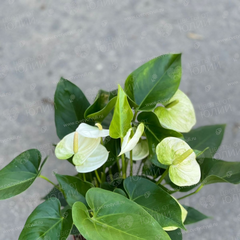 Антуриум белый в горшке