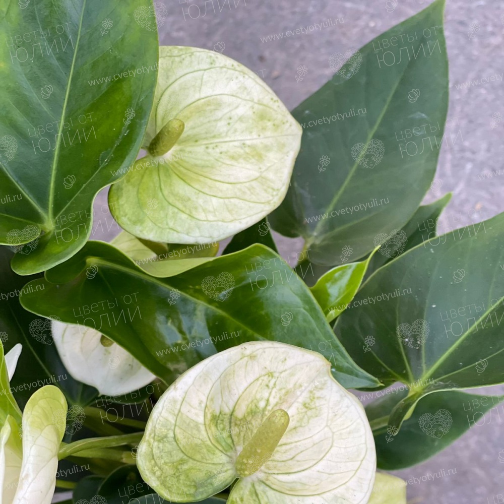 Антуриум белый в горшке