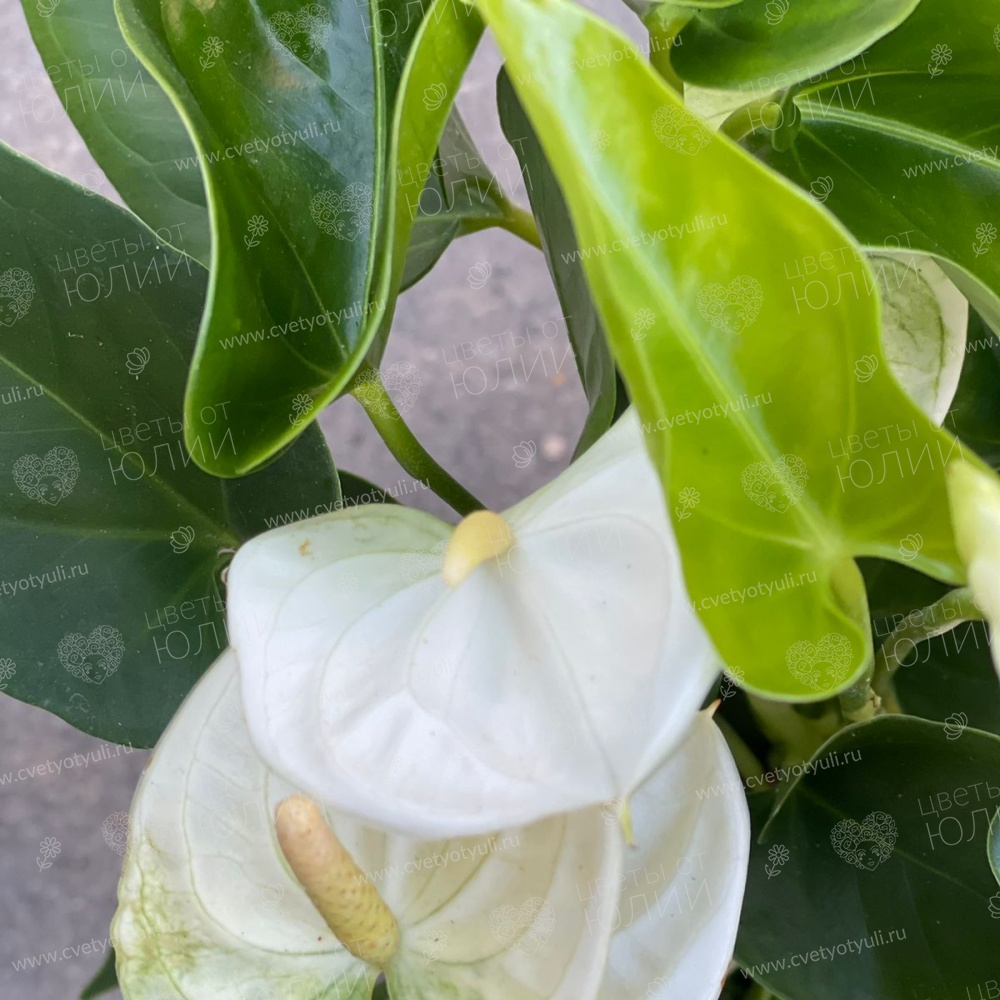 Антуриум белый в горшке