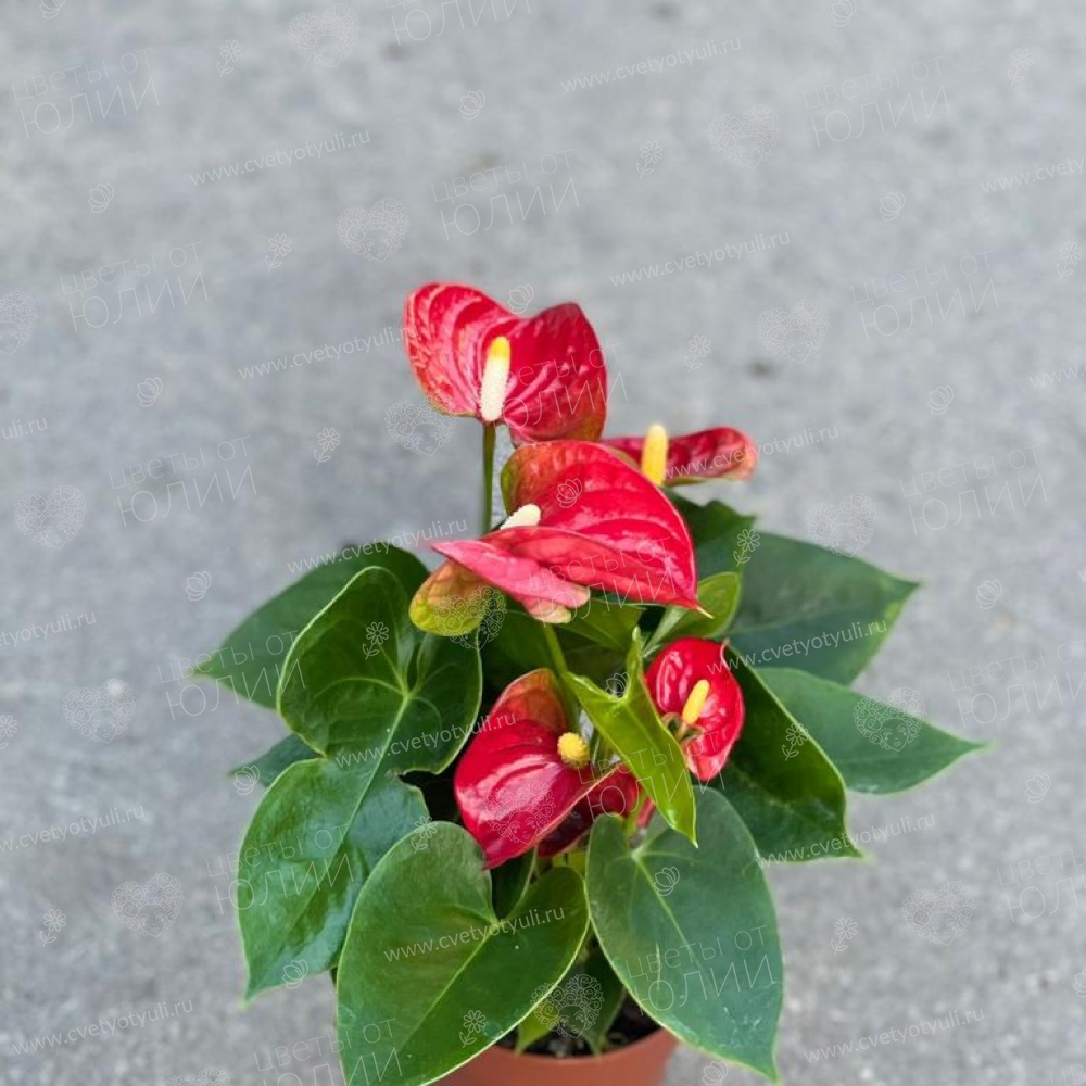 Антуриум в горшке