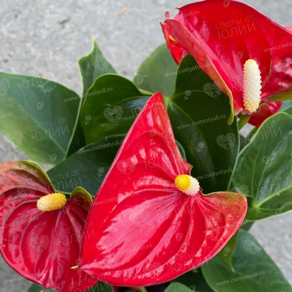 Антуриум в горшке