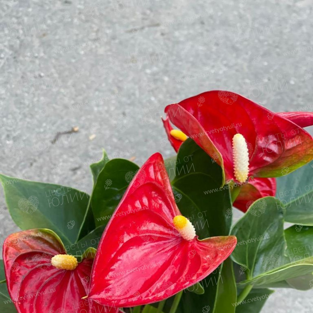 Антуриум в горшке