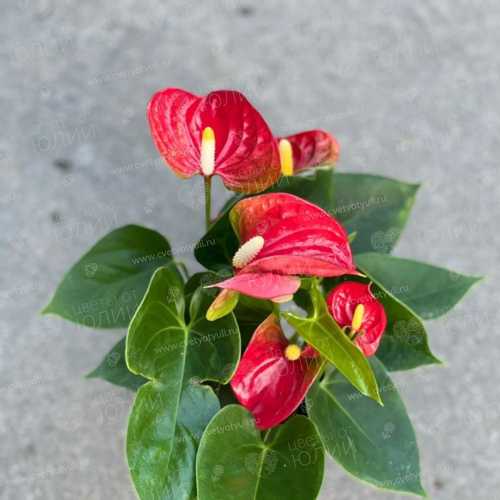 Антуриум в горшке