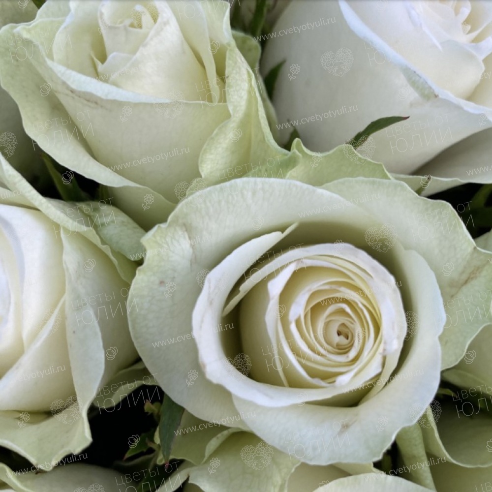 Букет 101 белая роза Кения