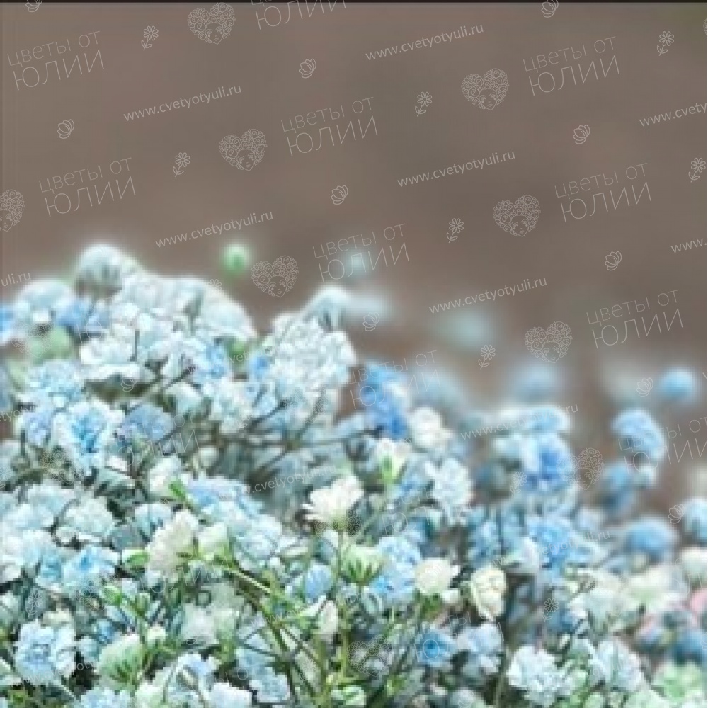 Букет из 11 гипсофил