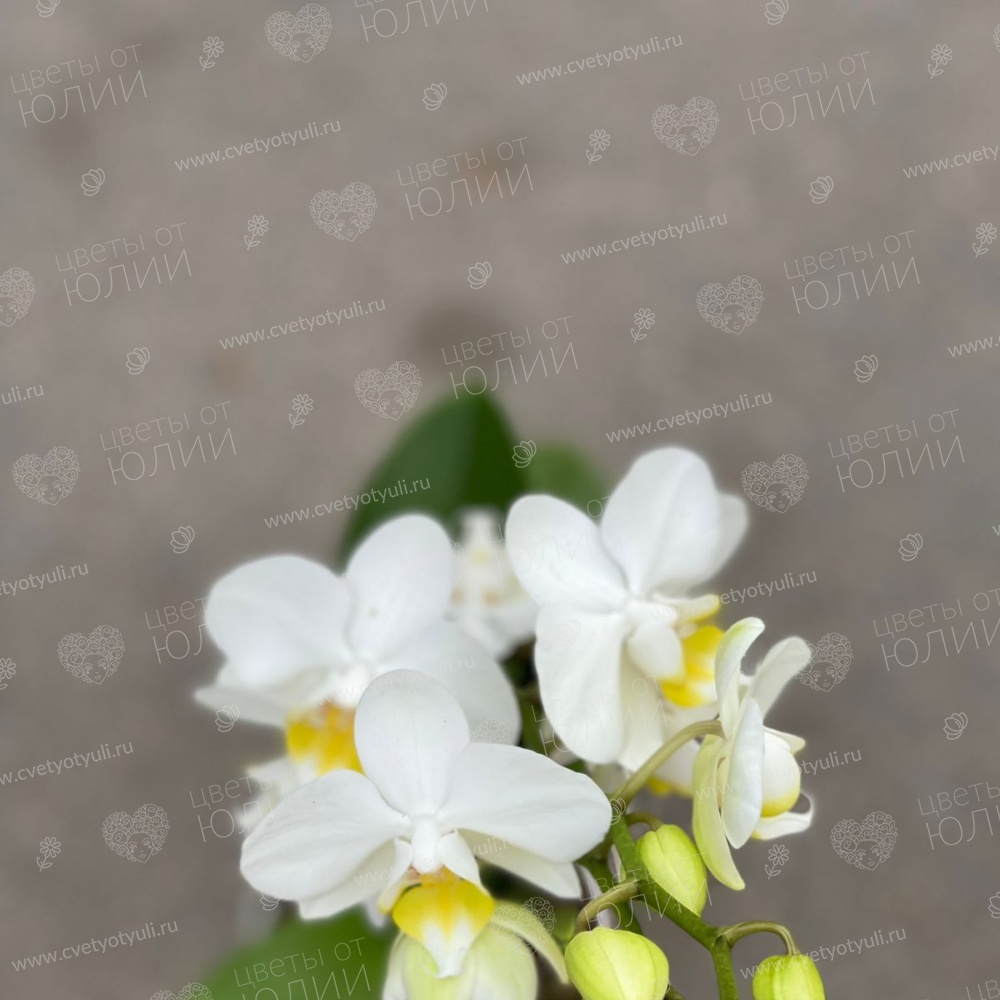 Орхидея фаленопсис мини в горшке