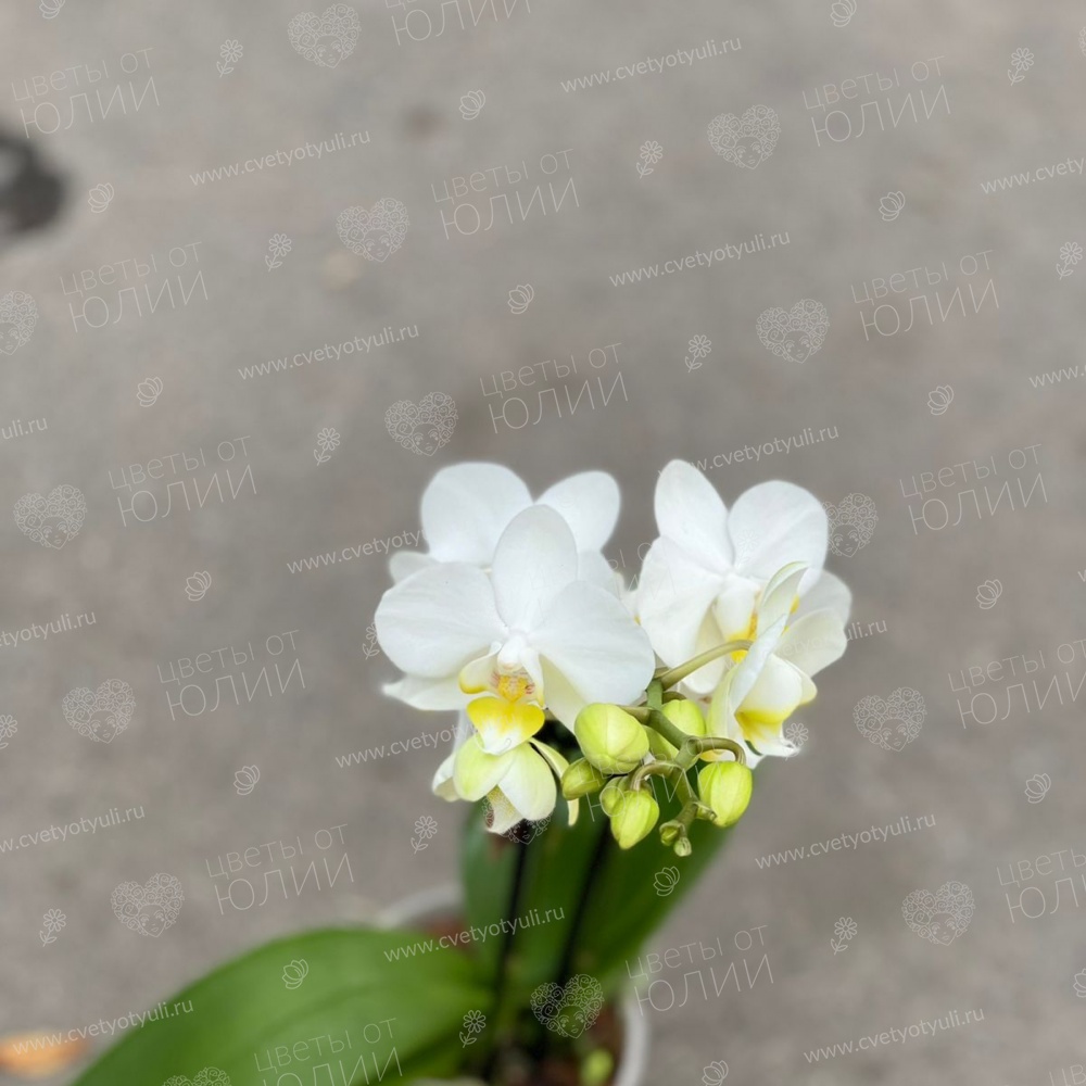 Орхидея фаленопсис мини в горшке