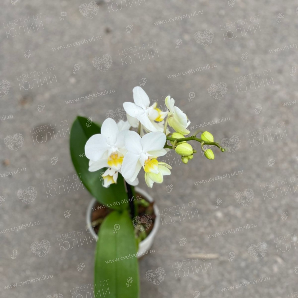 Орхидея фаленопсис мини в горшке