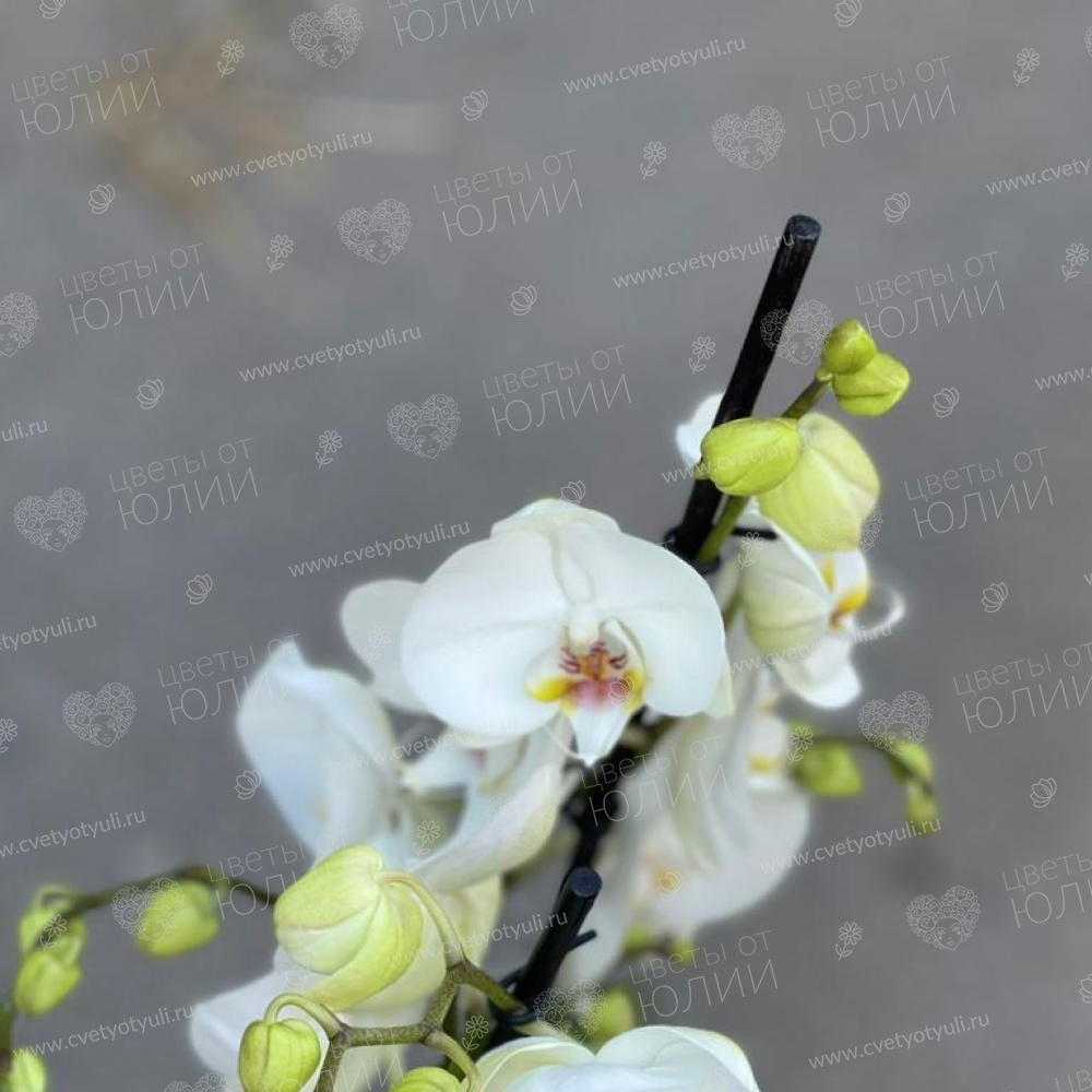 Орхидея фаленопсис в горшке