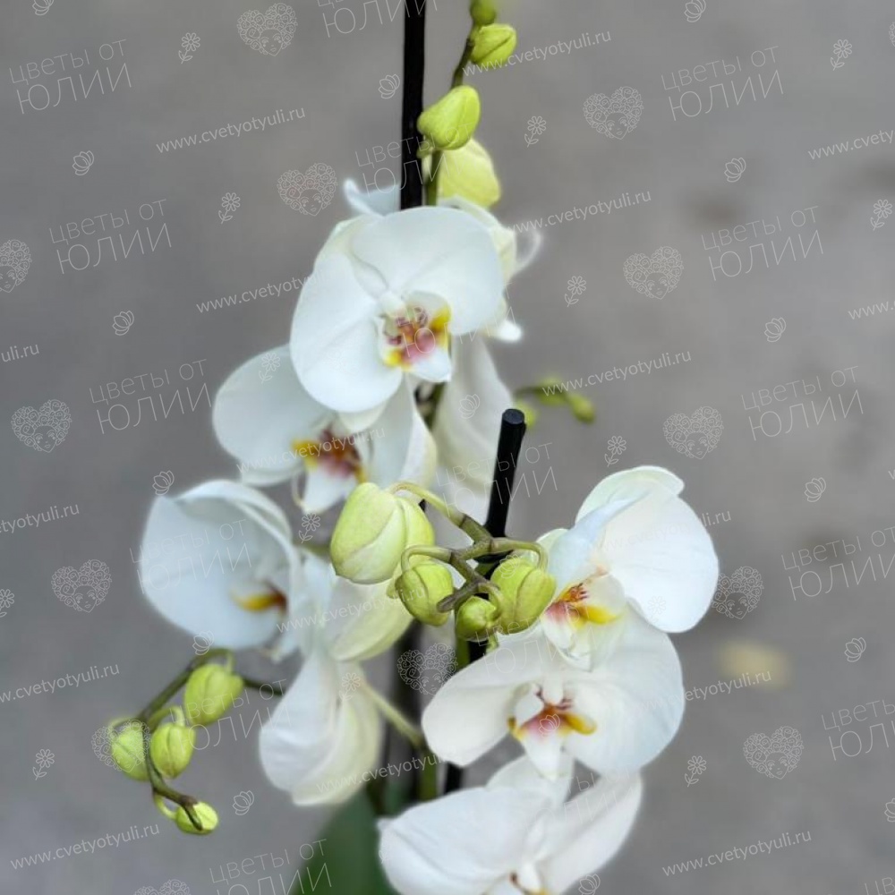 Орхидея фаленопсис в горшке