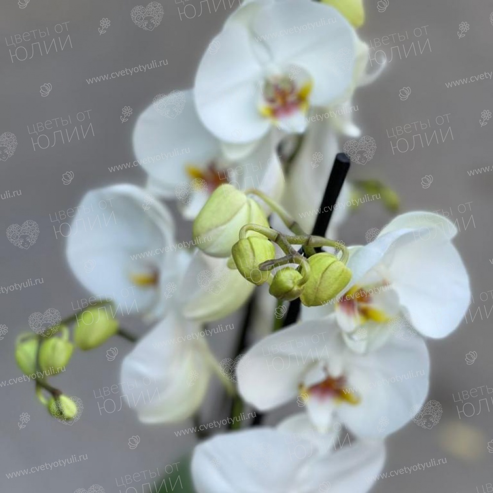 Орхидея фаленопсис в горшке