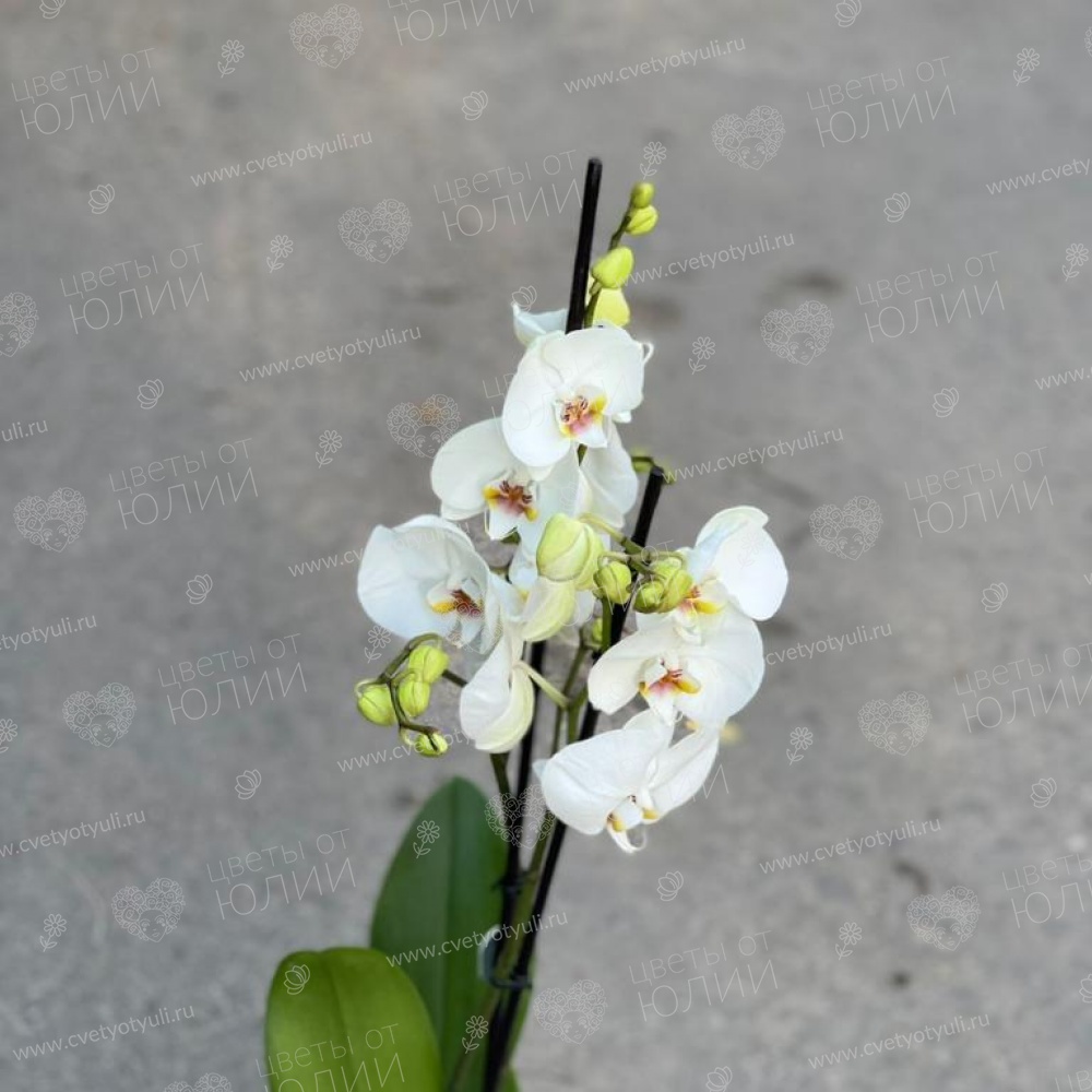 Орхидея фаленопсис в горшке