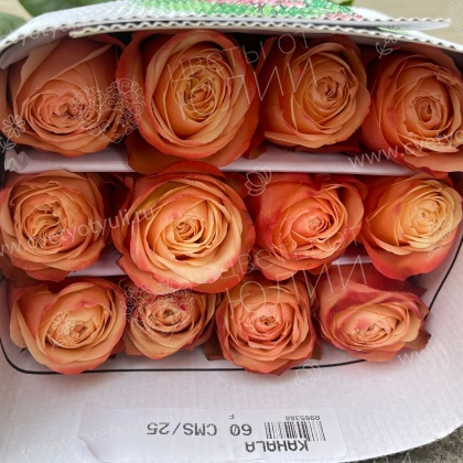 25 роз 60 см Кахала пачка в Калуге