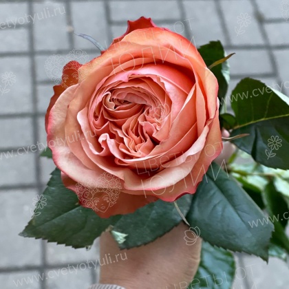 25 роз 60 см Кахала пачка в Калуге