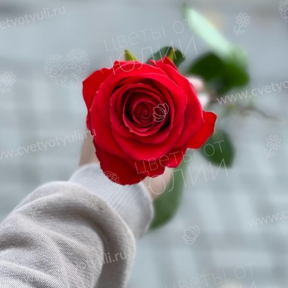 25 роз Нина 60 см пачка в Калуге