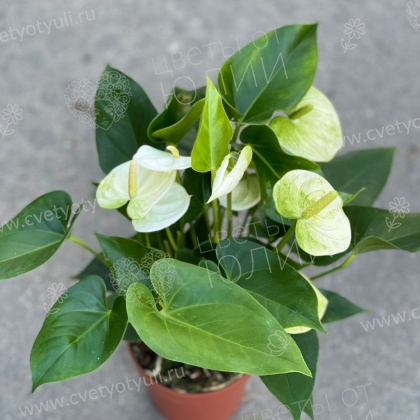 Антуриум белый в горшке