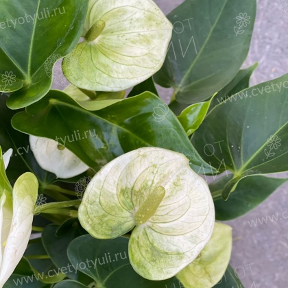 Антуриум белый в горшке