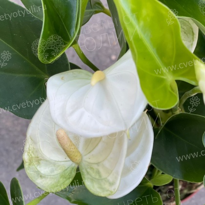 Антуриум белый в горшке