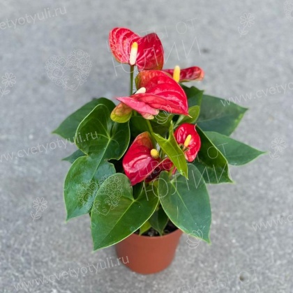 Антуриум в горшке