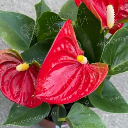 Антуриум в горшке