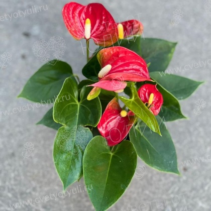 Антуриум в горшке