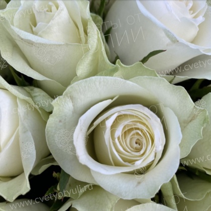 Букет 101 белая роза Кения