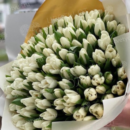 Букет из 101 белого тюльпана