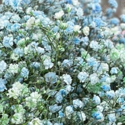 Букет из 11 гипсофил