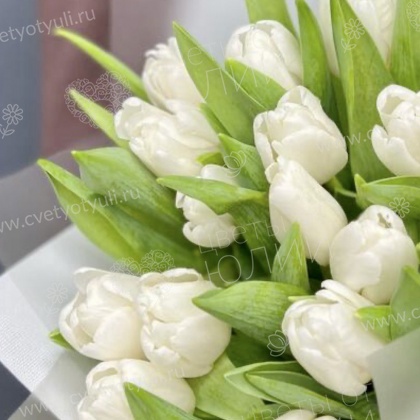 Букет из 15 белых тюльпанов