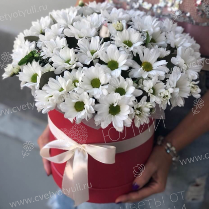 Коробка из 7 хризантем Летнее мгновенье