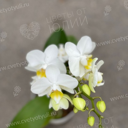 Орхидея фаленопсис мини в горшке