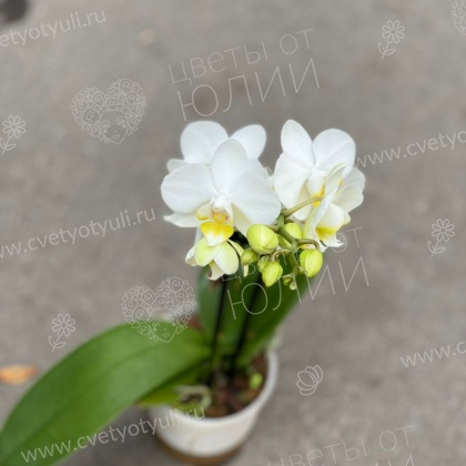 Орхидея фаленопсис мини в горшке