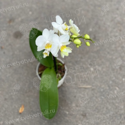 Орхидея фаленопсис мини в горшке