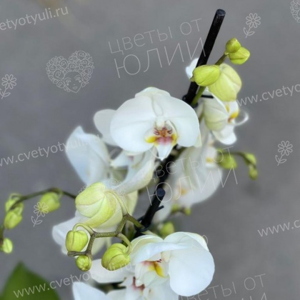 Орхидея фаленопсис в горшке