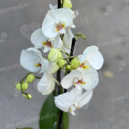 Орхидея фаленопсис в горшке