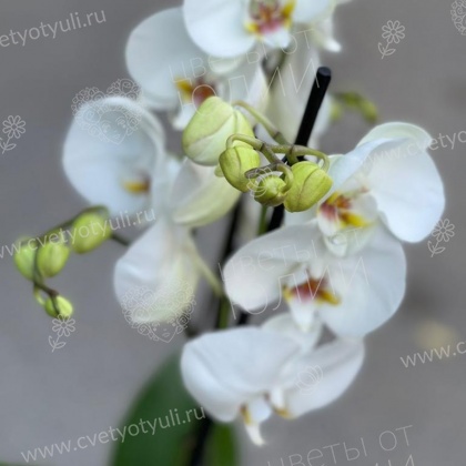 Орхидея фаленопсис в горшке