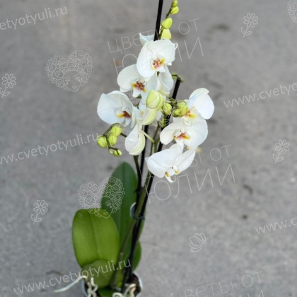 Орхидея фаленопсис в горшке