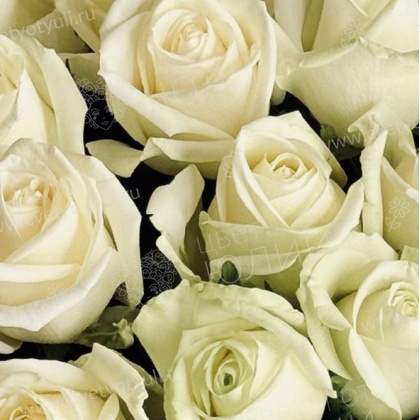 Букет из 51 розы местной